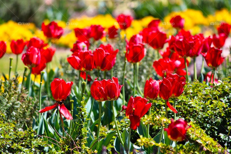 Field of red tulips