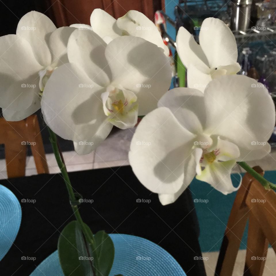 Flower, Orchids, Phalaenopsis, Tropical, Elegant