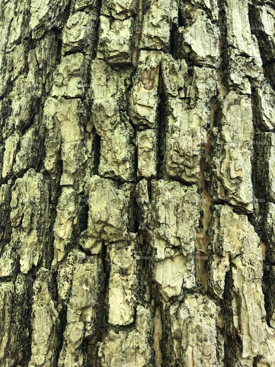 Tree trunk