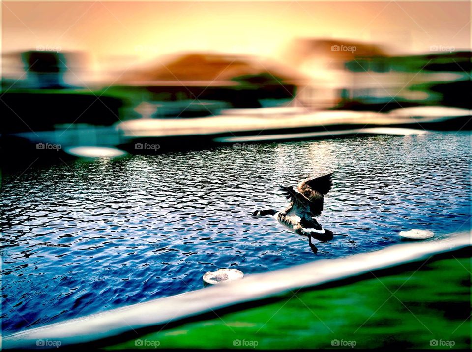 motion fly blur goose by awills86
