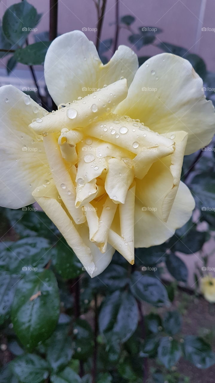charming yellow rose after the rain with raindrops