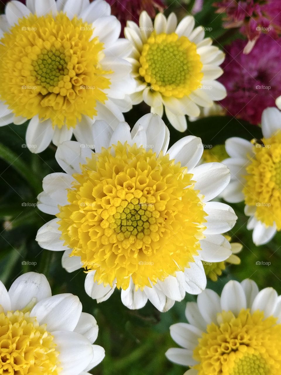 Blumen Flower gelb weiß yellow white Frühling spring