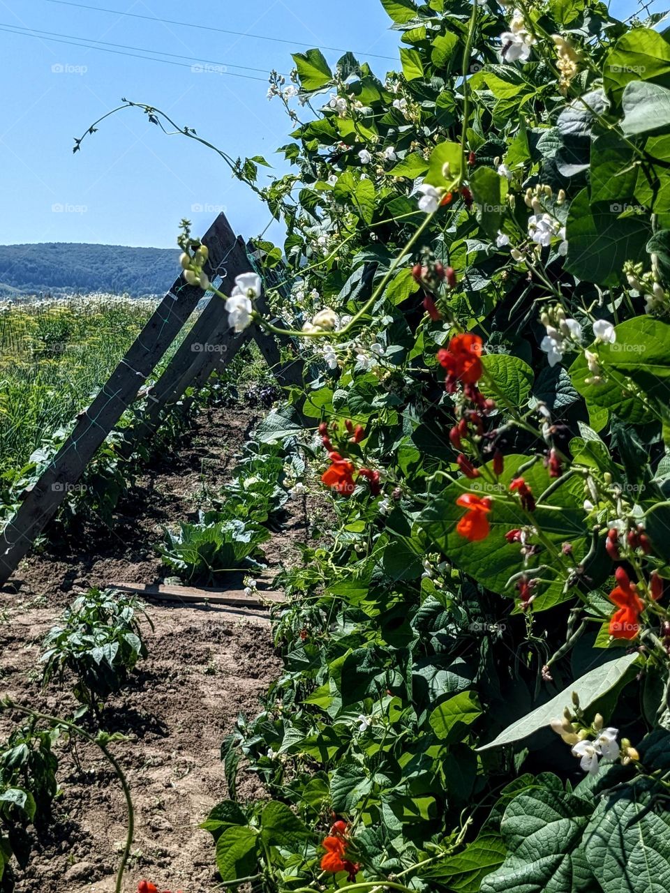 Backyard near mountains