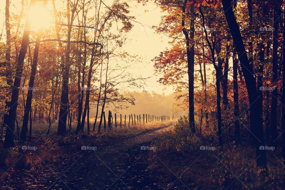 Enjoy a peaceful morning in the misty maple trees