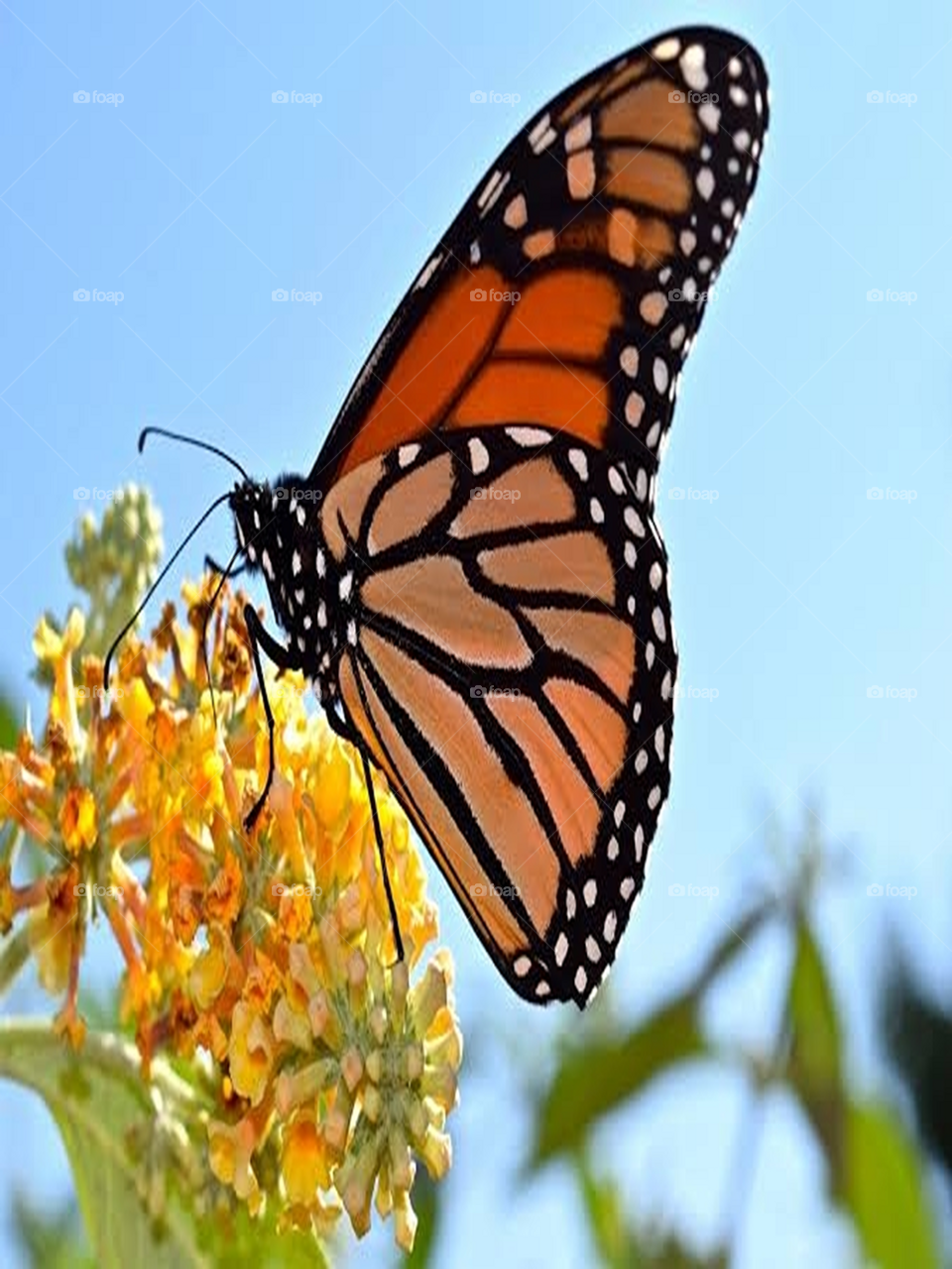 butterfly 🌹🦋