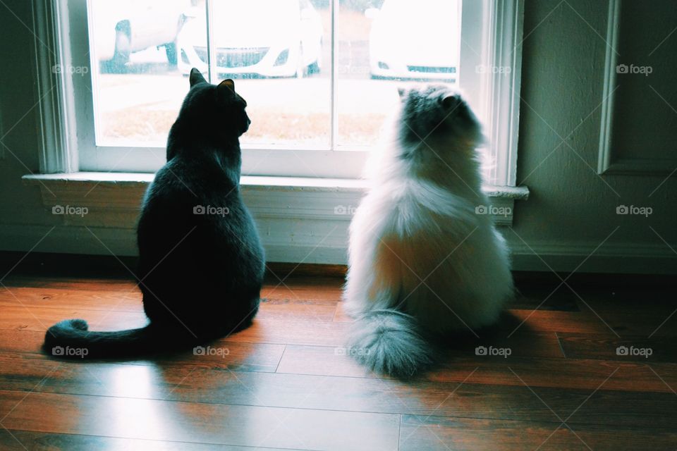 Window, Mammal, Dog, Cat, Indoors