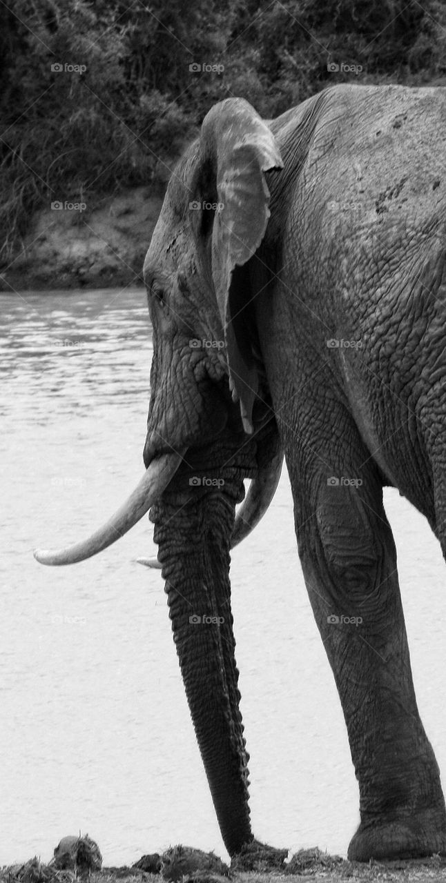 Big elephant bull at a waterhole.