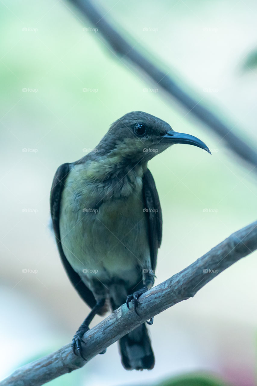 The Black-throated Sunbird