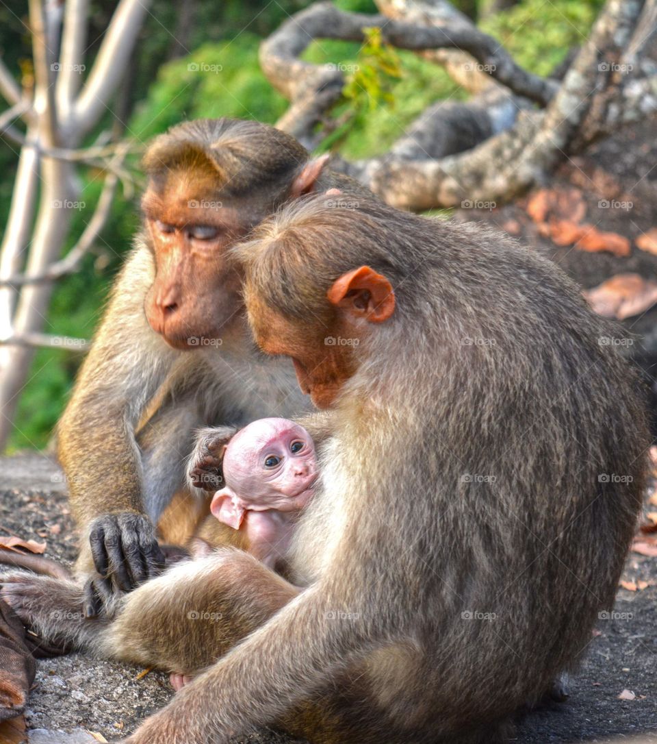 Monkey in Kerala