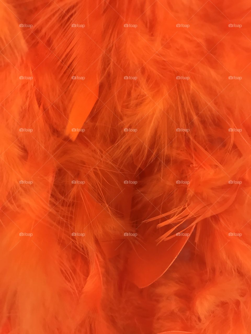 Orange Feathers