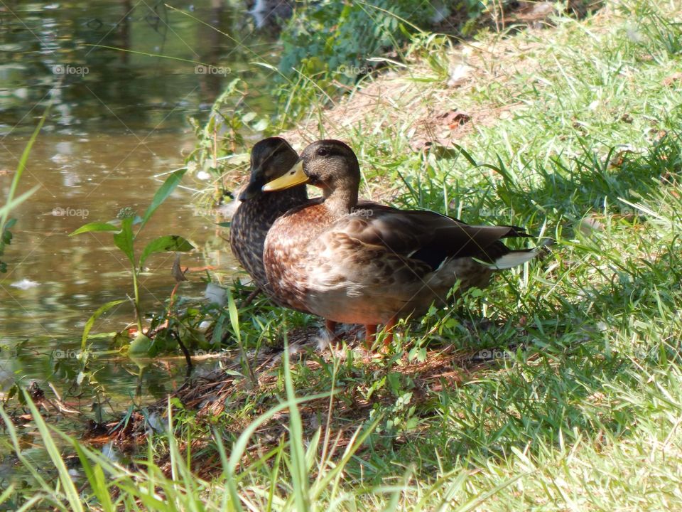 Nature’s Scenery, Duck Couple 