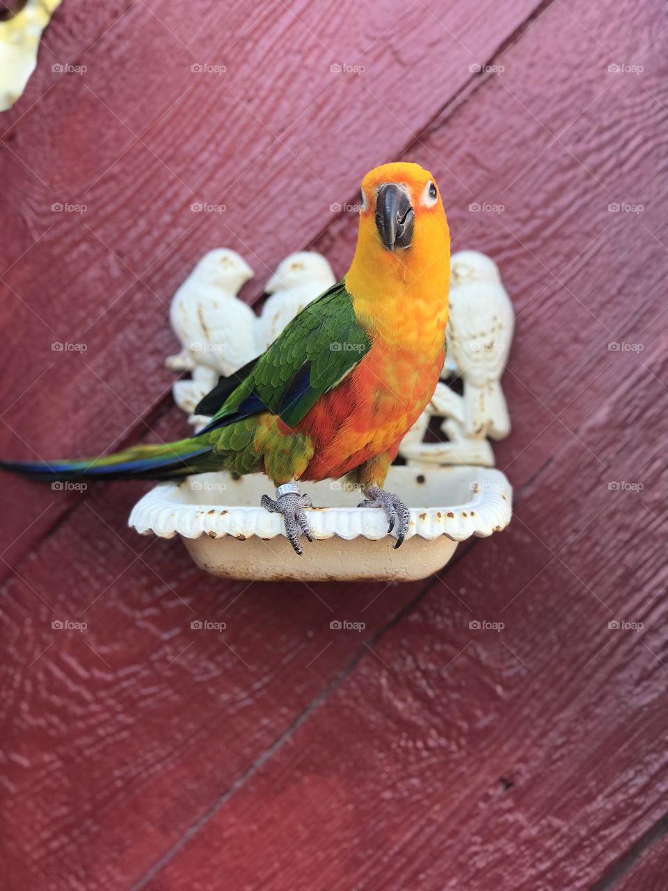 Photo shoot with the Jenday Conure