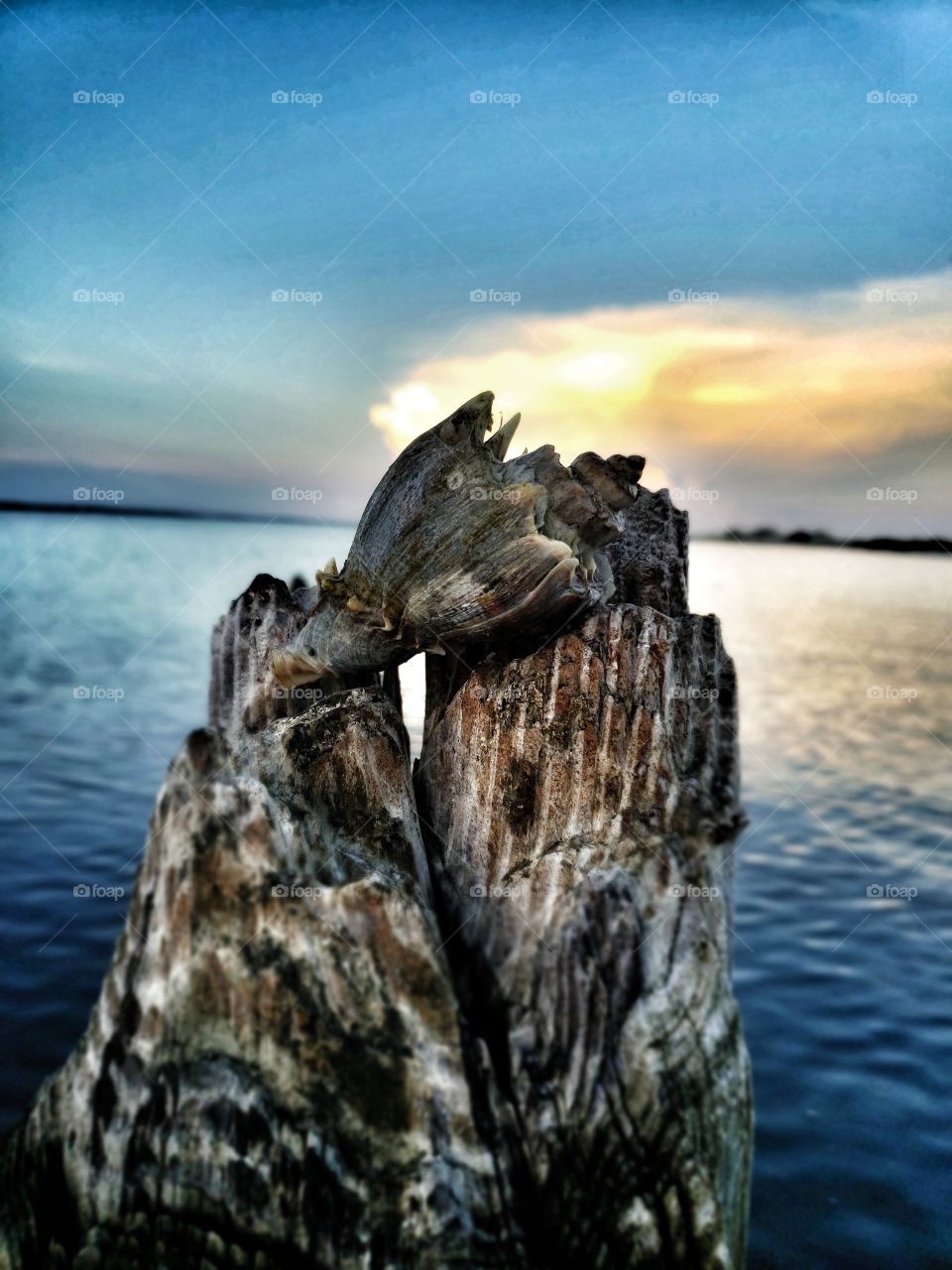 Hermit Crab, Sea Shell