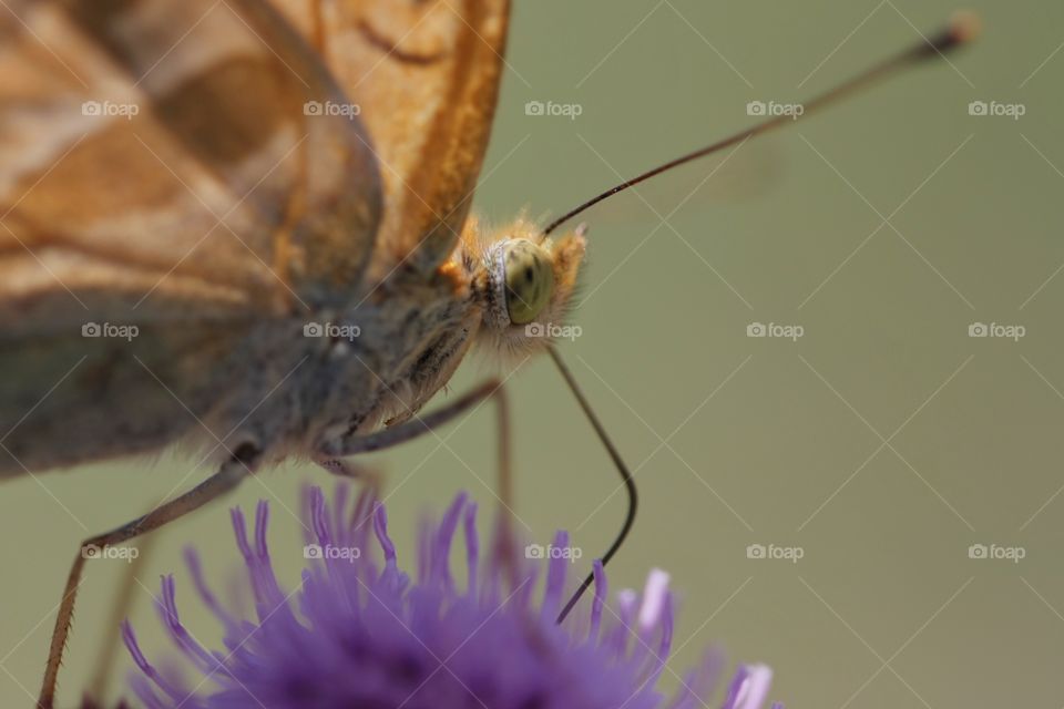 Butterfly on flower