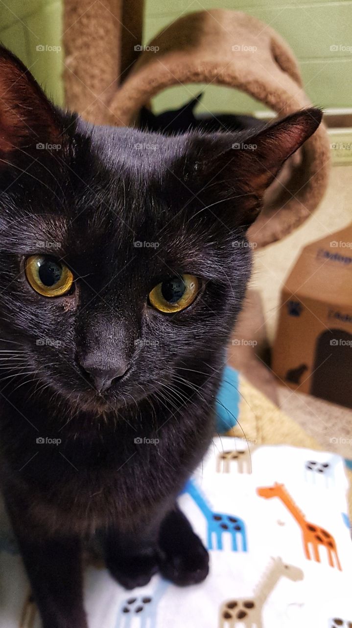 Black cat with bright eyes