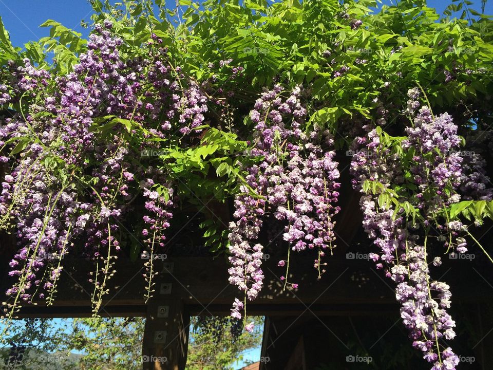Wisteria 