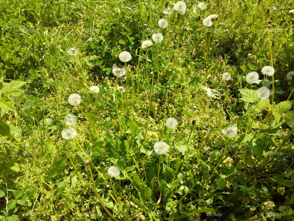 Dandelion in the grass