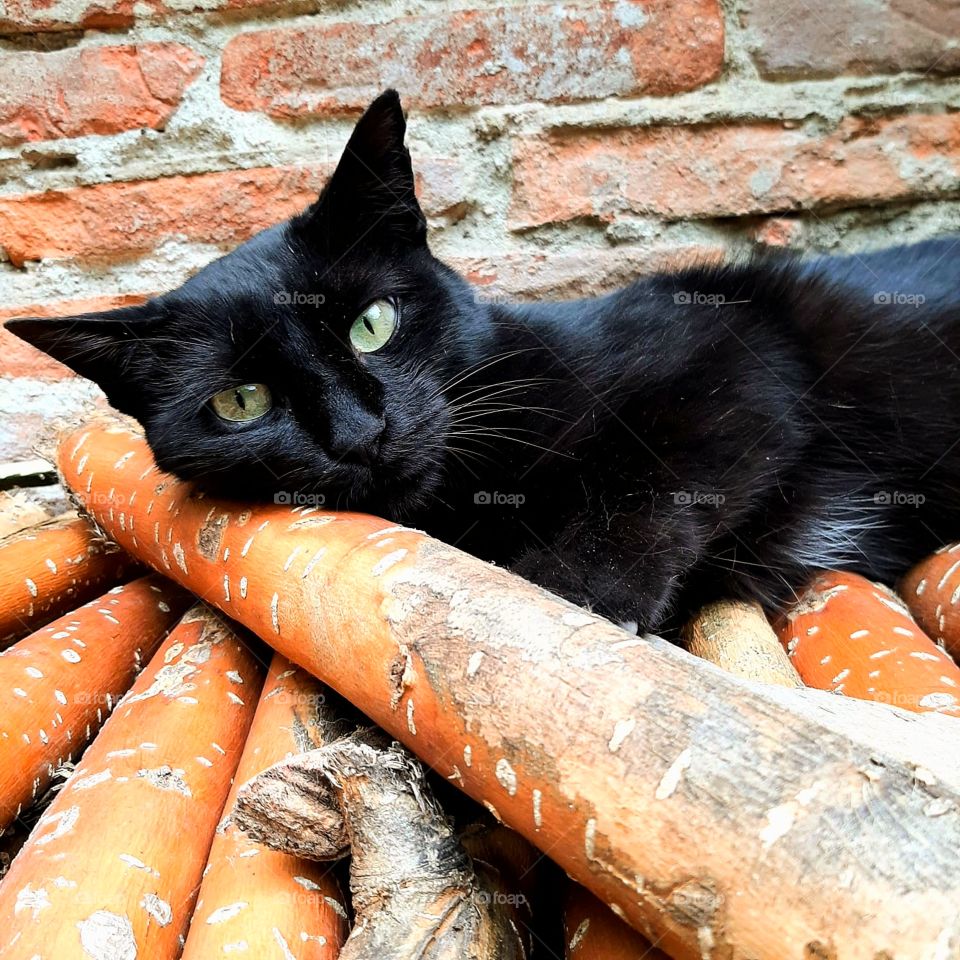 The black cat lies on the logs
