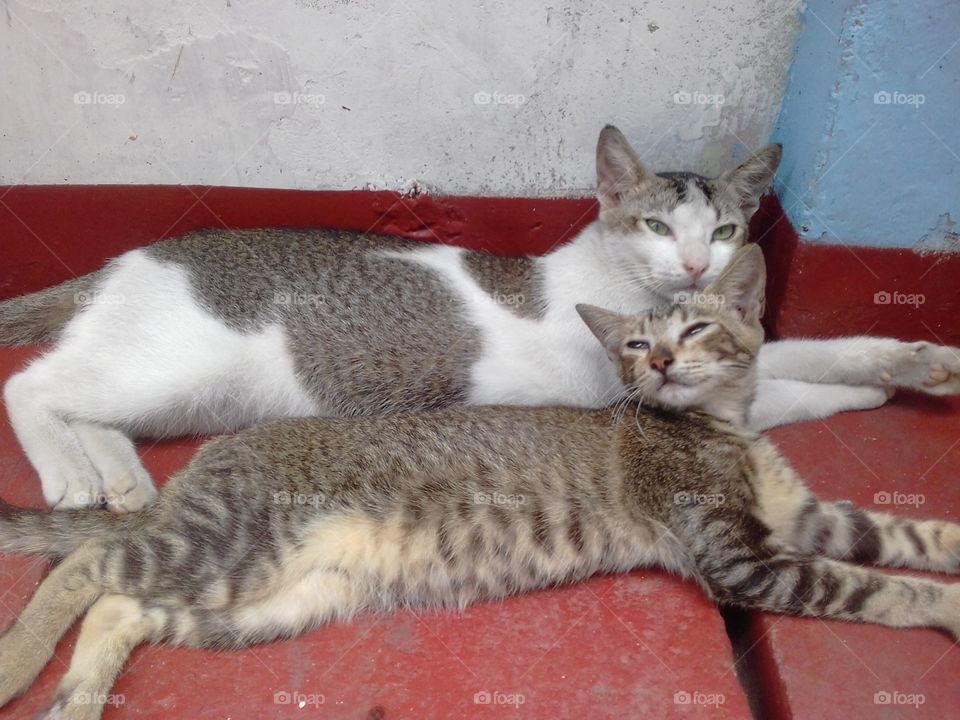 Two Cat Sleeping..