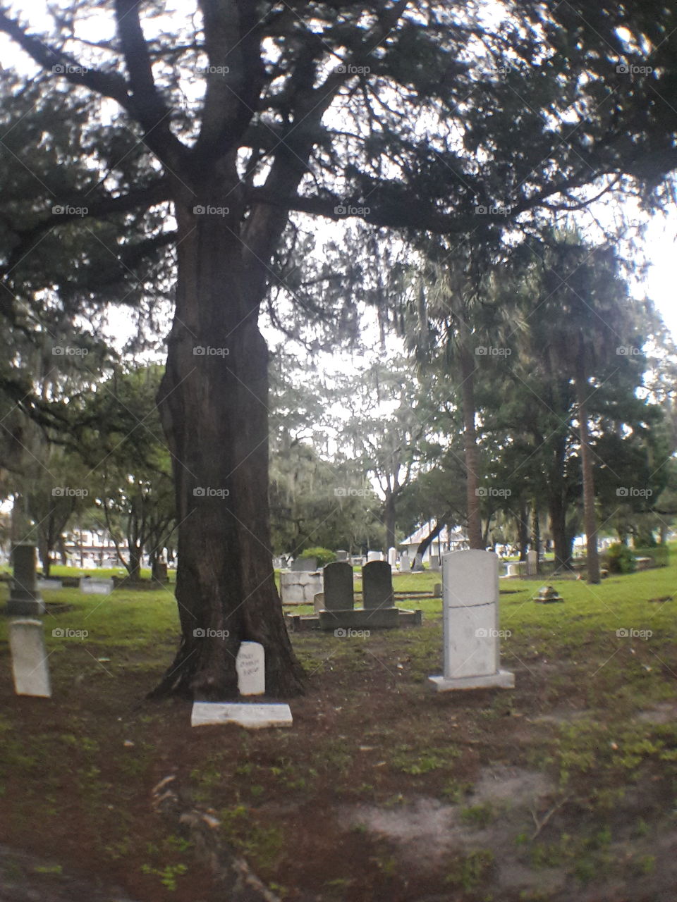 Oaklawn cemetery is Downtown Tampa