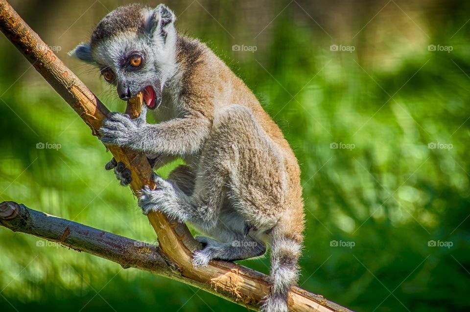 Wildlife, Mammal, Monkey, Primate, Animal