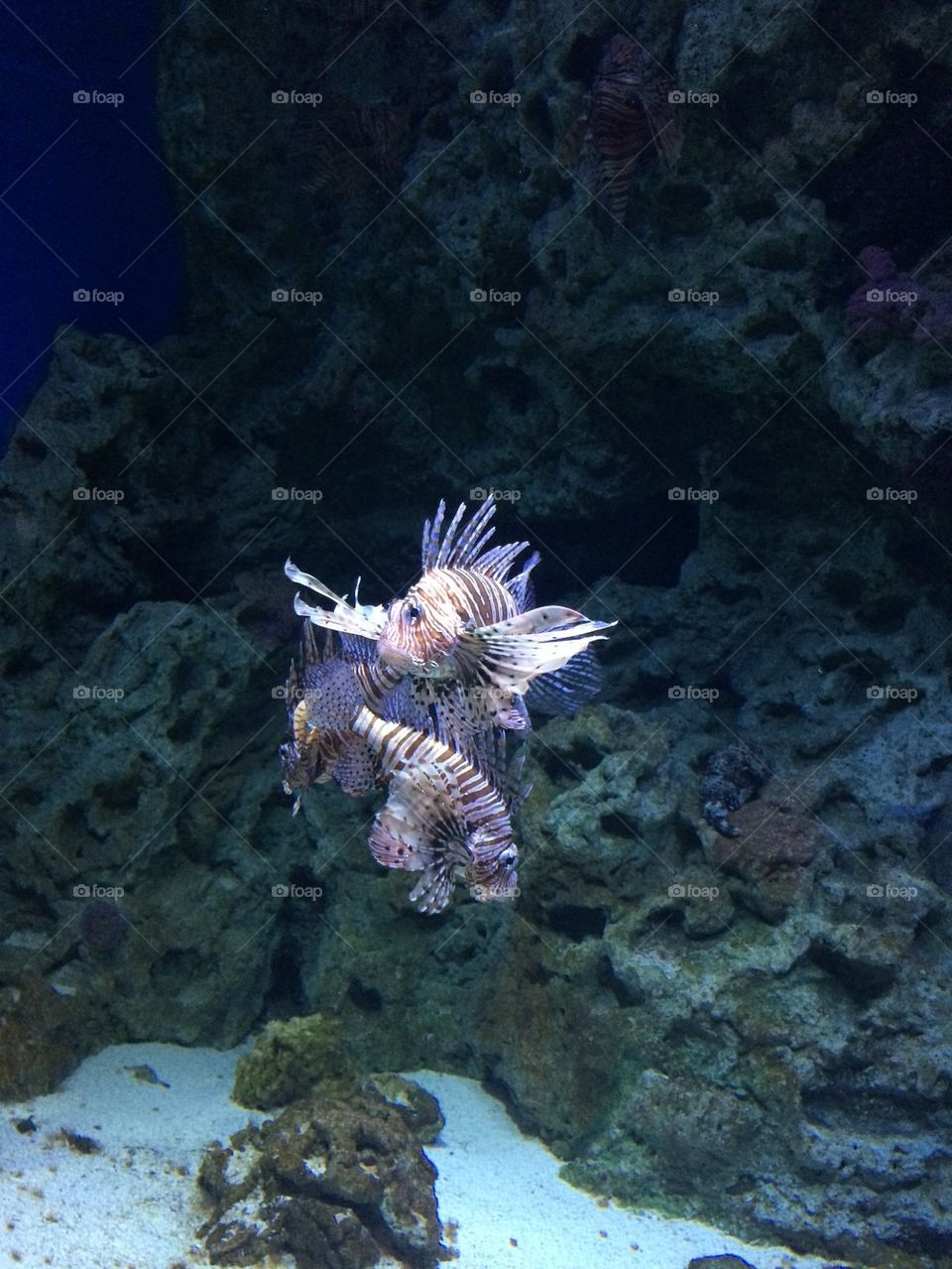 Dragon fish