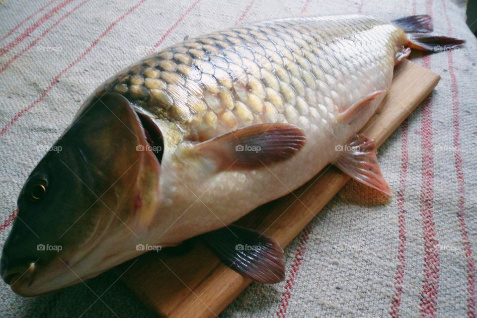 fish carp