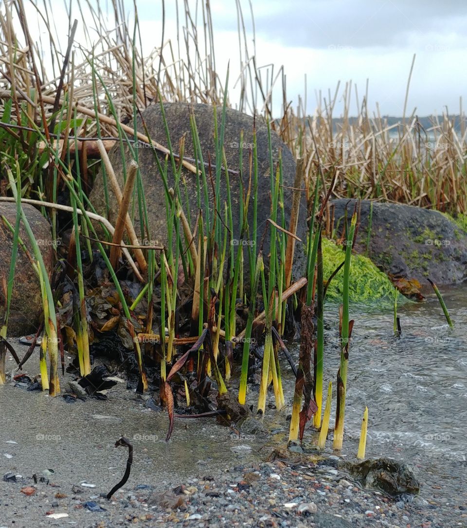 see gras Algen wasser Strand