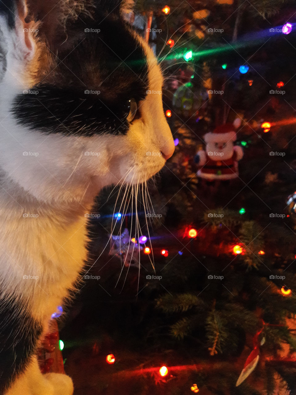 Holidays with your pets. Around the Christmas tree.