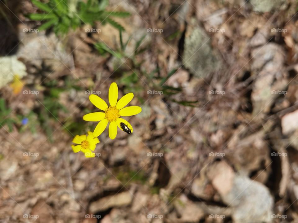 Yellow field flower and black Bumblebee