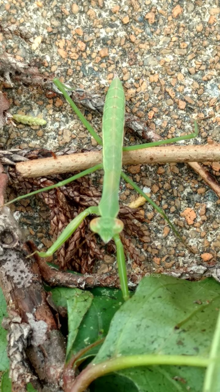 praying mantis