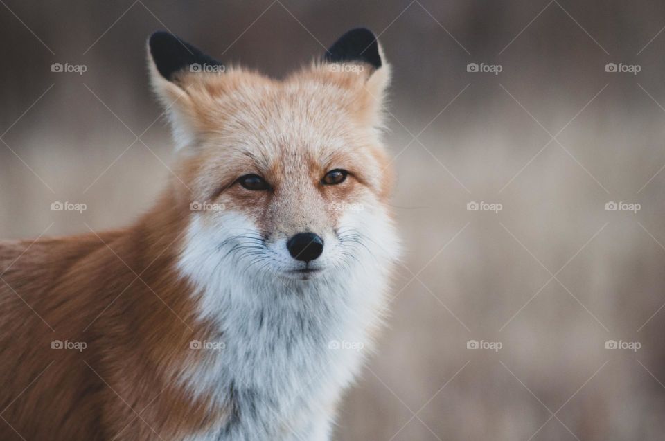 portrait of a wild fox