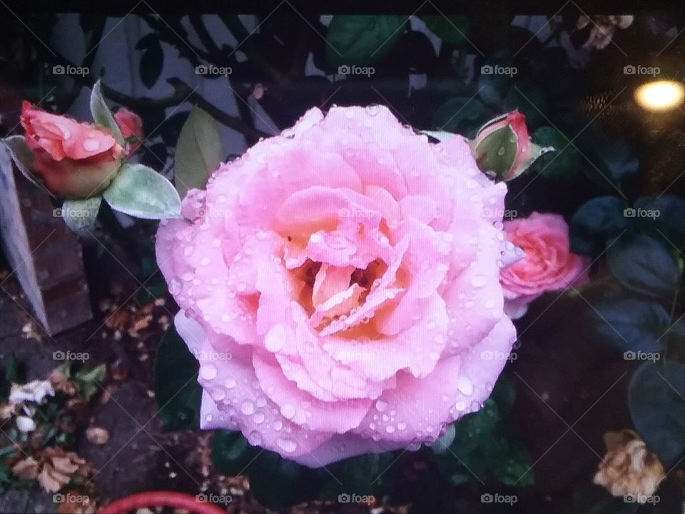 Water Drop Rose