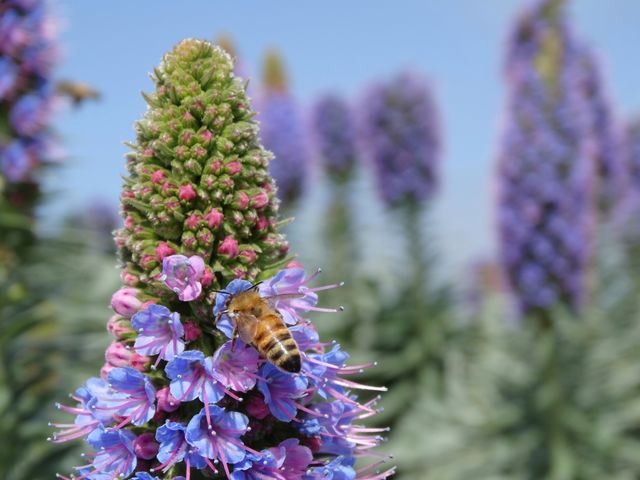 Bee with flower