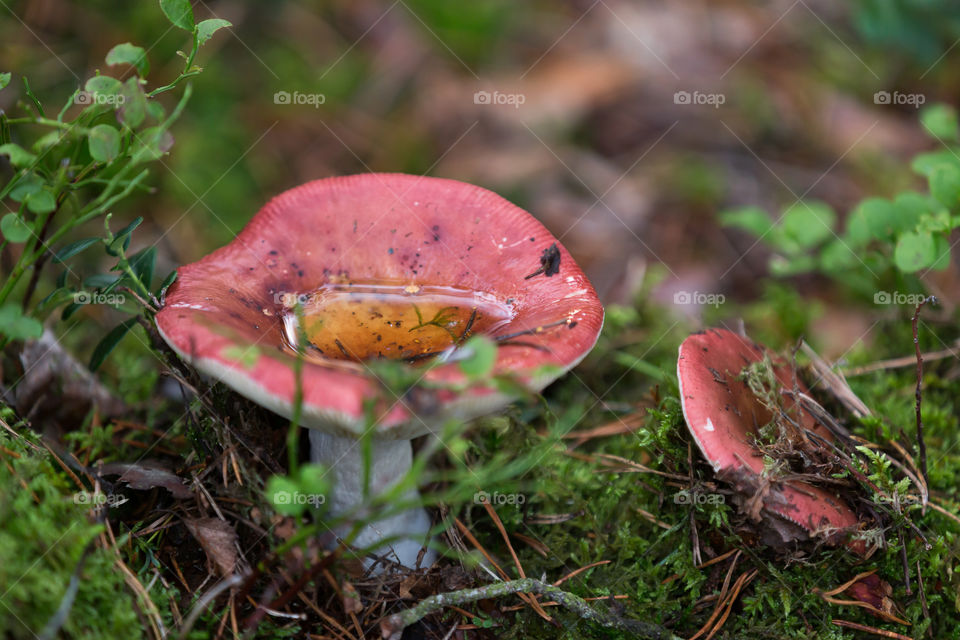 Pink mushrooms in the forest in early autumn 