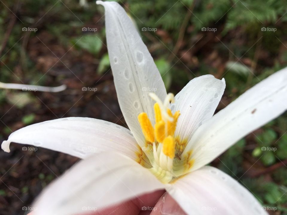 View of blooming flower