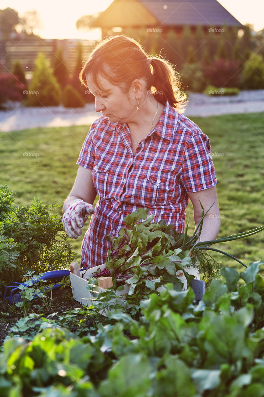 Woman working in a home garden in the backyard, picking the vegetables and put to wooden box. Candid people, real moments, authentic situations