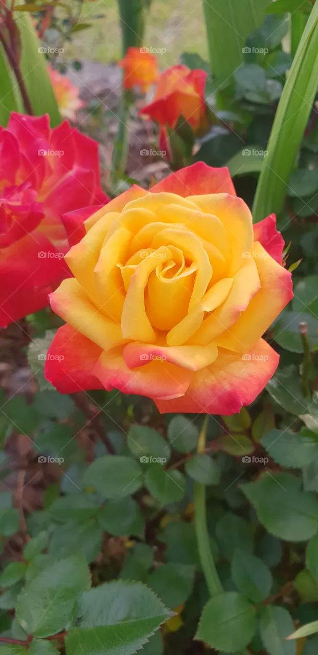 Roses