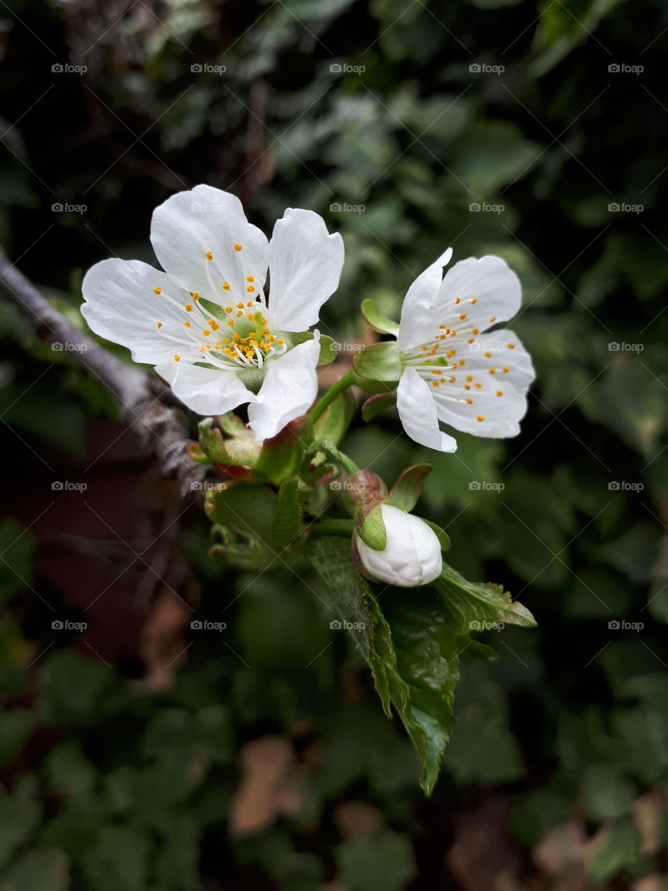 Three cherry blossoms against ivy close up