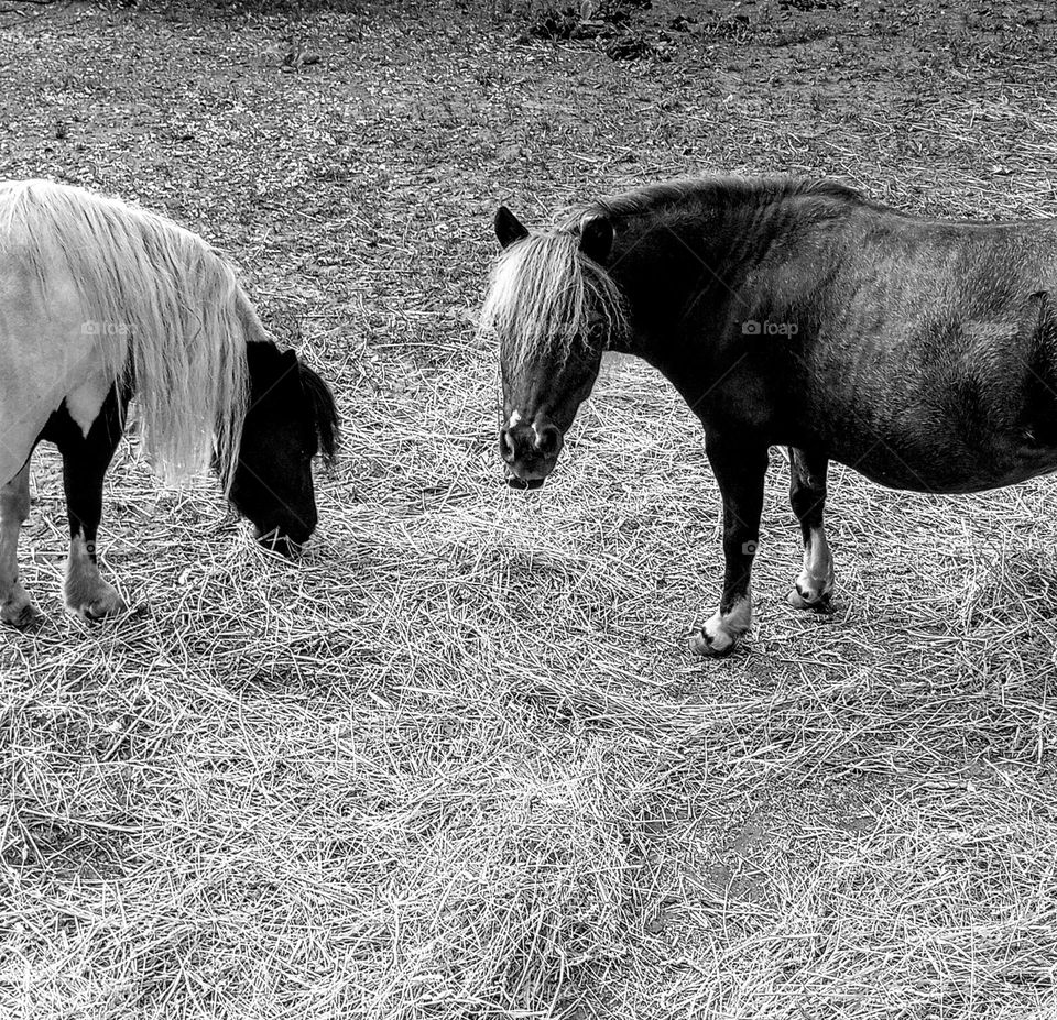 B&W Miniature Horses