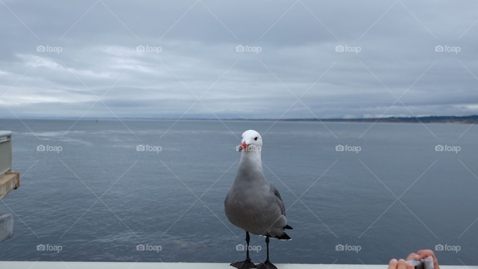 Seagull sitting on a balcony