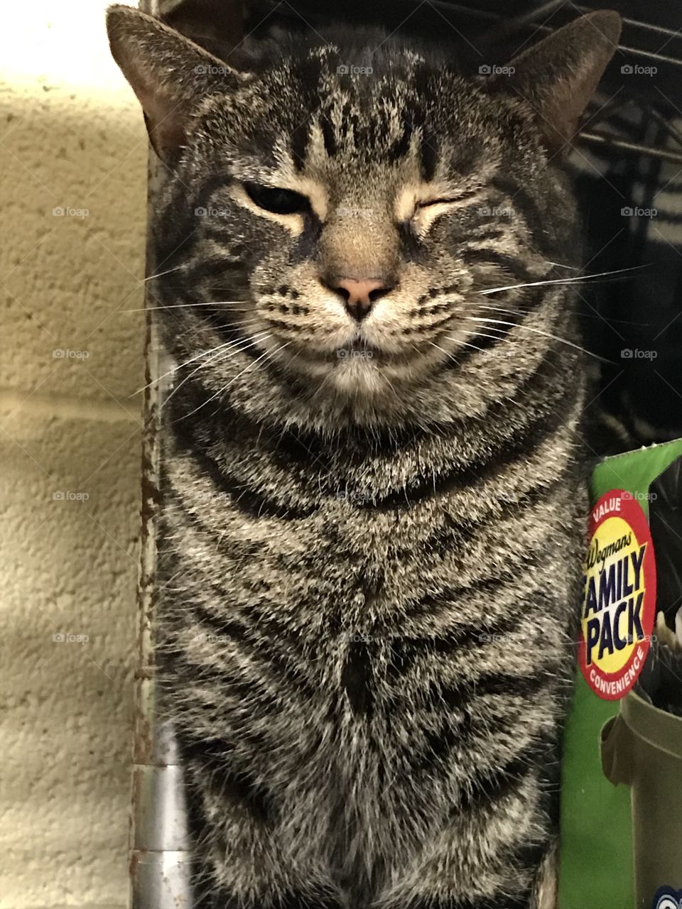 Winking Cat