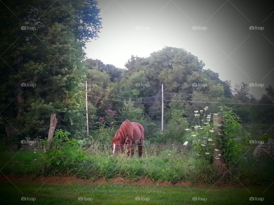 Horse In The Field. Horse in a field in Hallsville, Ohio.