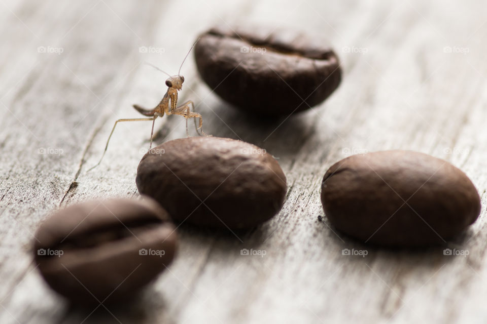 Closeup of ant of roasted coffee bean