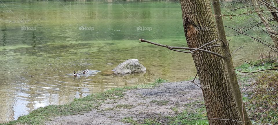 Enten in Wasser