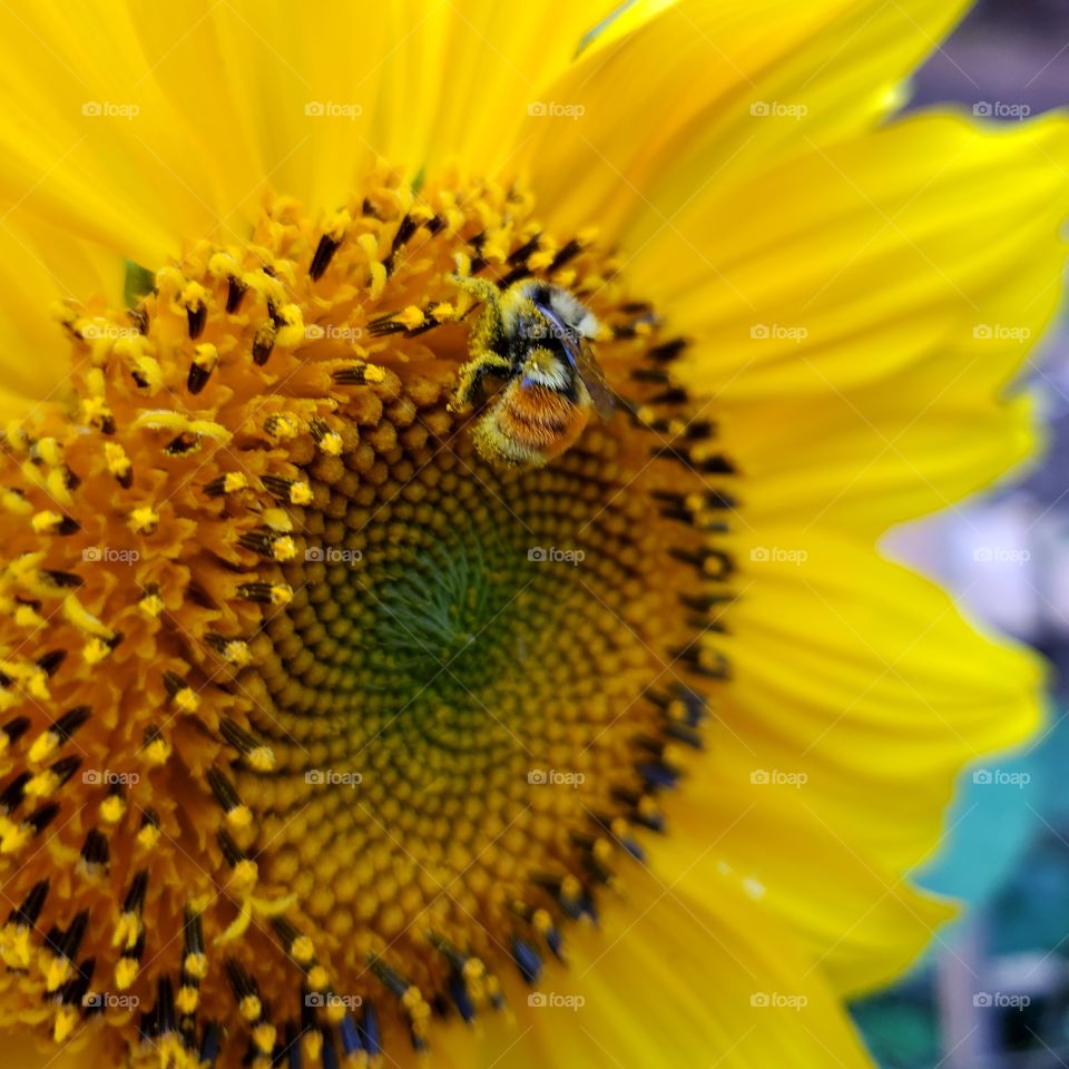 Portrait of a plant:
Sunflower pollination.