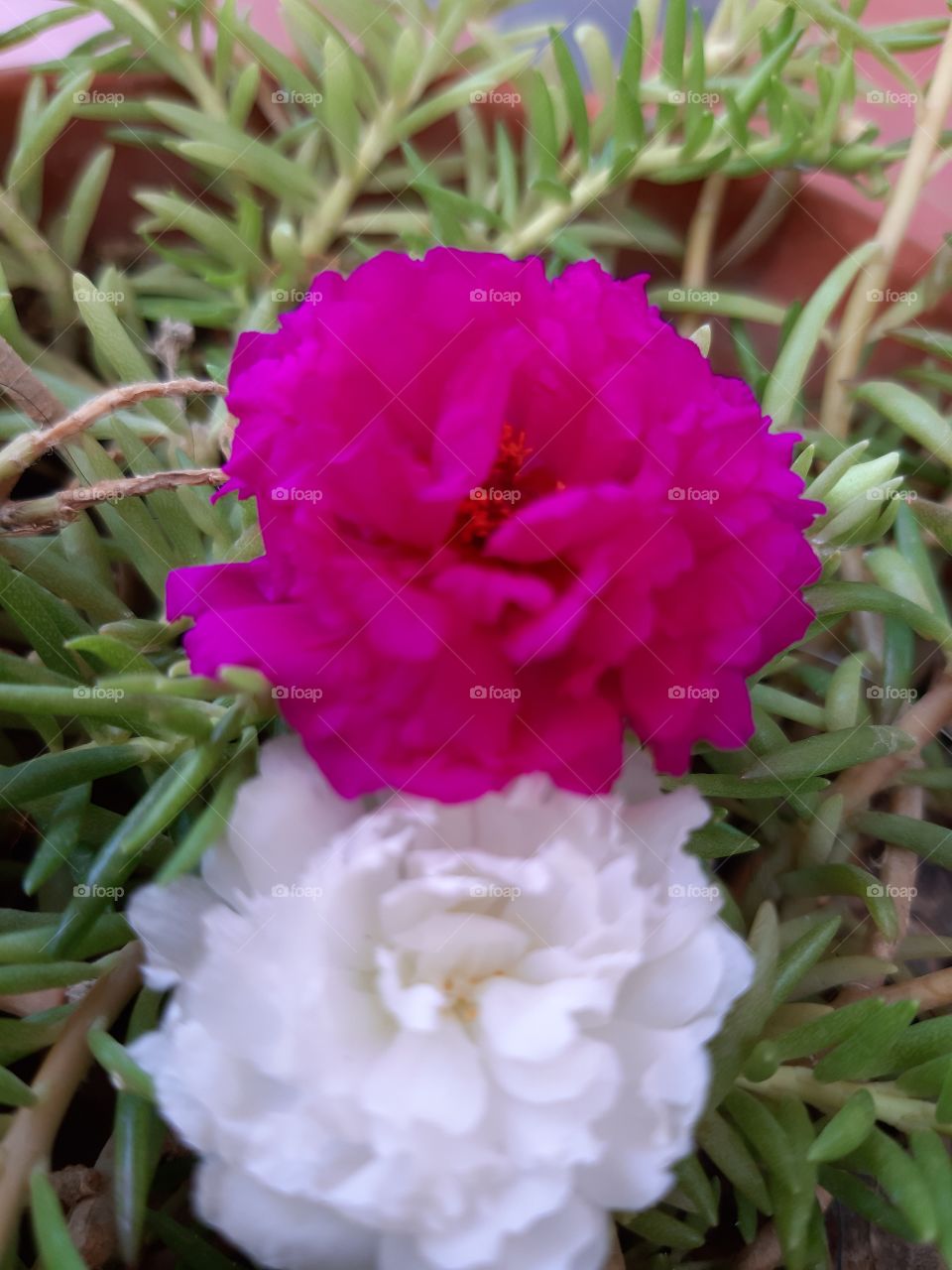 white and pink roses