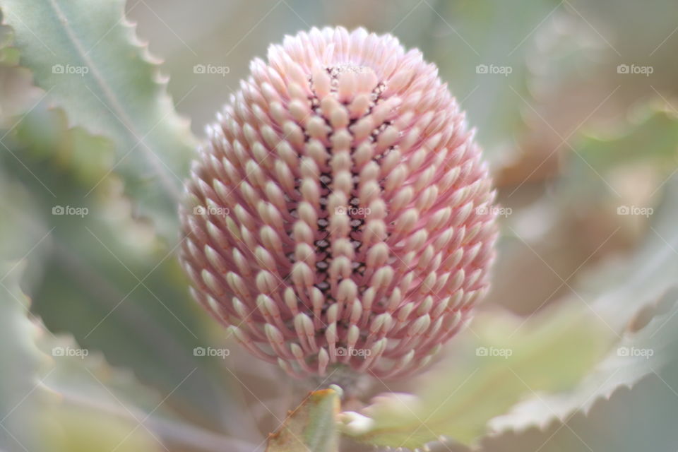 Tropical blush coloured flower