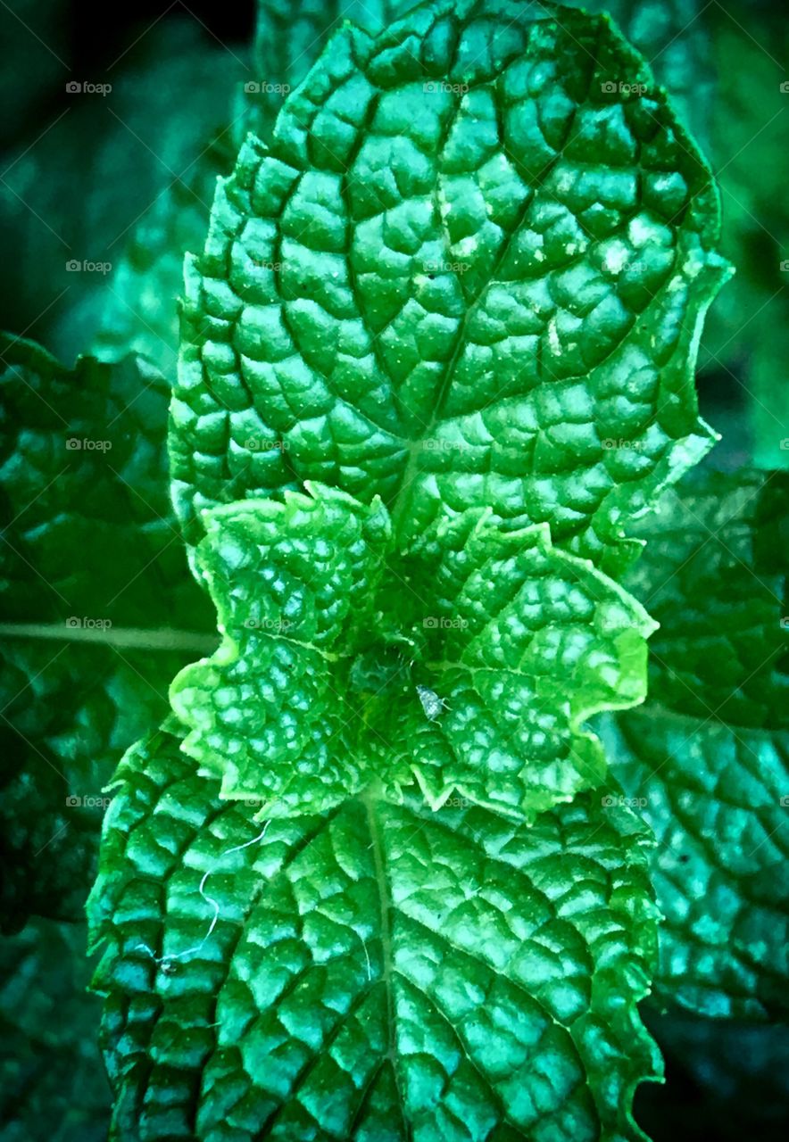 Mint leaves home for tiny insect 