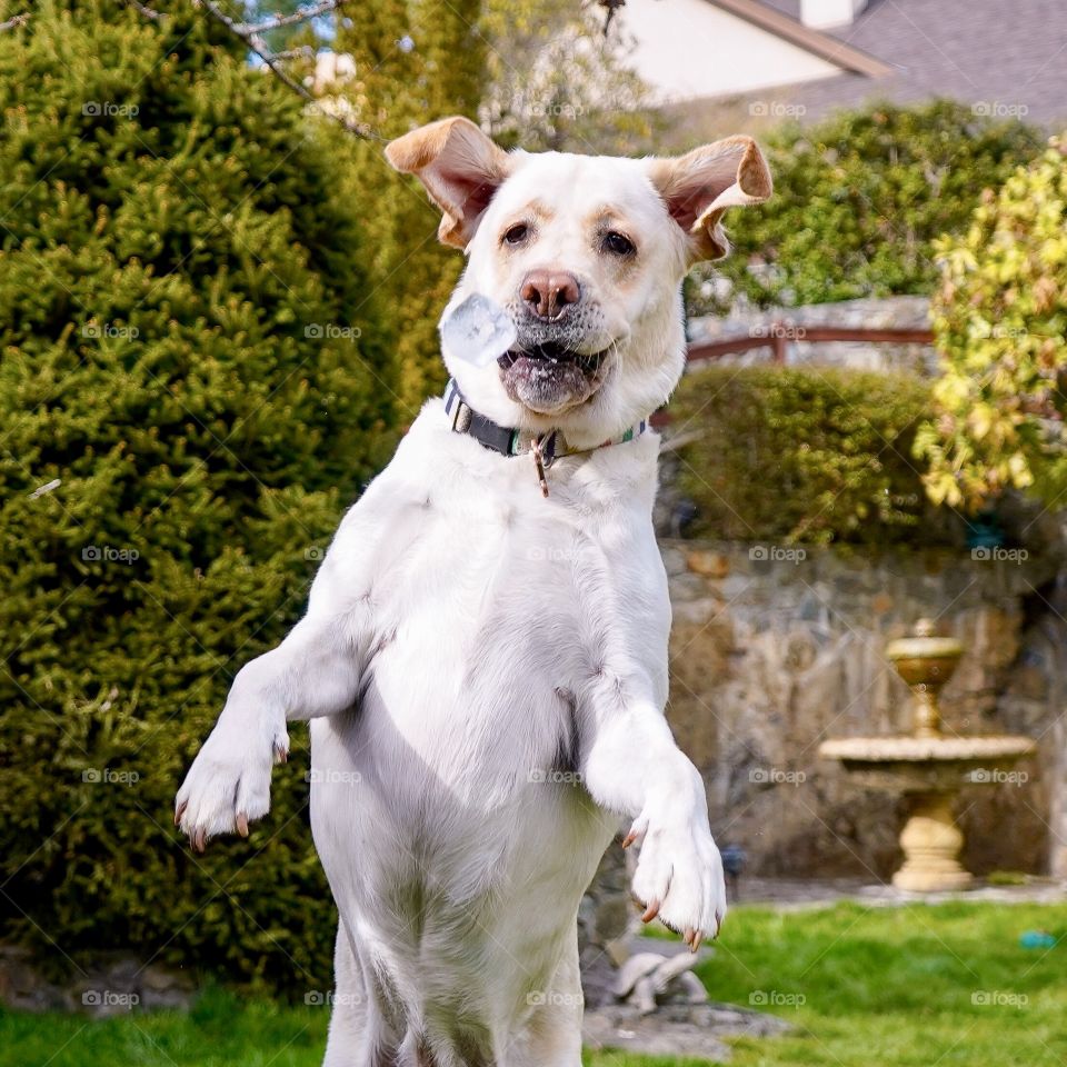 Yellow Labrador jumps high for flying ice cube